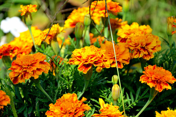 tagetes patula in the garden on a sunny summer day.