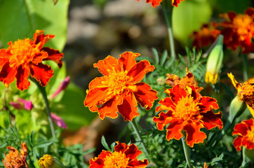 tagetes patula in the garden on a sunny summer day.