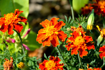 tagetes patula in the garden on a sunny summer day.