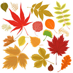 Collection of autumn leaves isolated on a white background. Vector graphics.