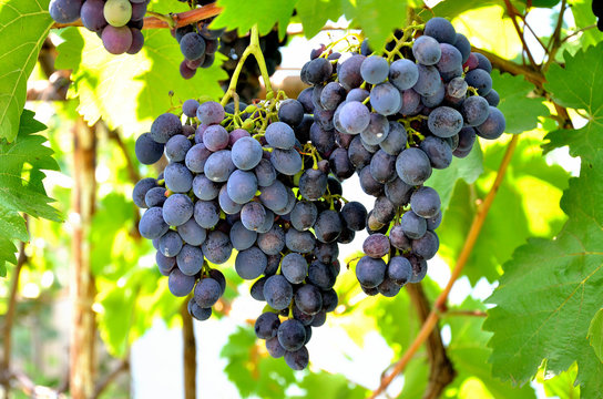Grapes growing in the garden on a sunny summer day.