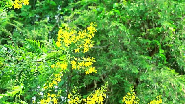 Siamese cassia or Siamese senna yellow bouquet flower blooming on brach tree and blue green leaves