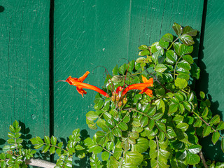 Orange Trumpeted Vine