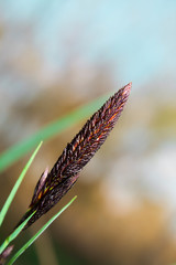 Carex reparia (sedge) blooms on the banks of the river in spring and summer