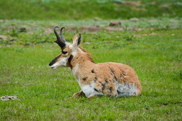 Pronghorn male resting in a grass field
