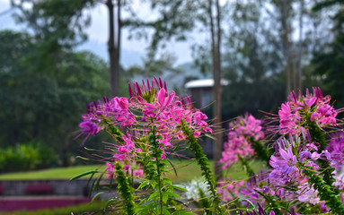  flower garden There are many colors of flowers and many kinds of beautiful nature. And refreshing when seeing flowers of many colors