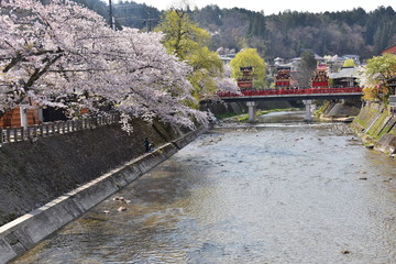 日本の岐阜県の高山市　春の高山祭　中橋を渡る屋台と満開の桜と宮川