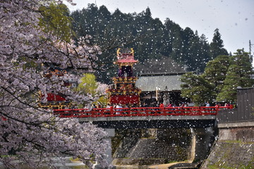 日本の岐阜県の高山市　春の高山祭　満開の桜と中橋を渡る屋台　風で舞う桜の花びら