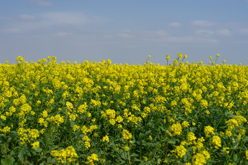 Beautiful scenery with yellow flowers.