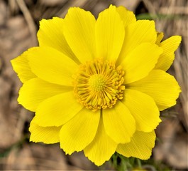 Yellow flower spring. Adonis is a genus of plants of the Buttercup family. - obrazy, fototapety, plakaty