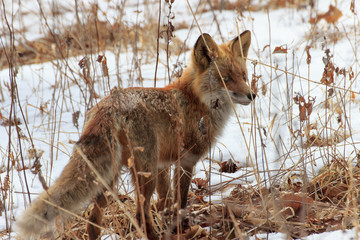 Fototapeta premium The fox hunts in thickets of dry autumn grass.
