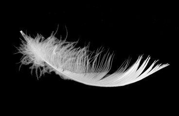White swan feather on a black background in the air. Abstract white feathers floating in the air.