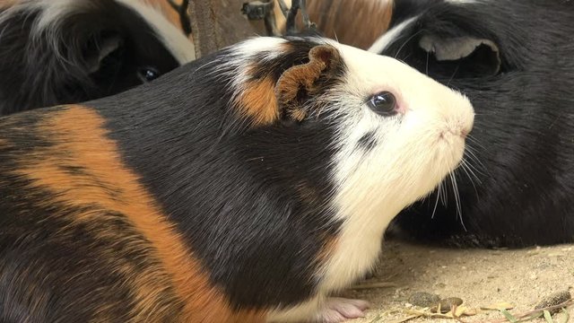 モルモット テンジクネズミ 4K  Guinea pig