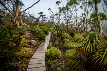 Boadwalk among the pandani's on tarn shelf in Tasmania