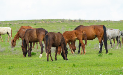 The horse is grazed in the summer on a green meadow.