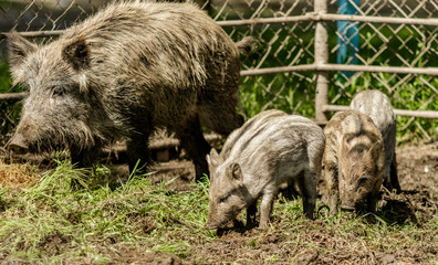 Wild boar small close up in the mud.