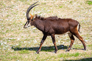 African antelope with horns eats grass in the field.