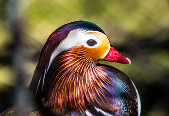 A close up profile of a Mandarin duck.  Aix galericulata, waterfowl.