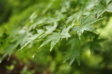 湯布院町　風景