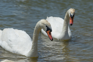 White swans on the water surface of the lake. Beauty of nature