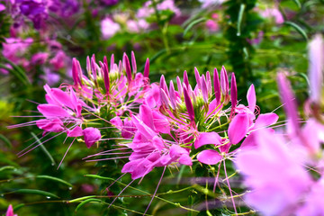  flower garden There are many colors of flowers and many kinds of beautiful nature. And refreshing when seeing flowers of many colors