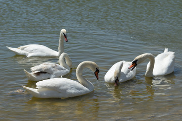 White swans on the water surface of the lake. Beauty of nature