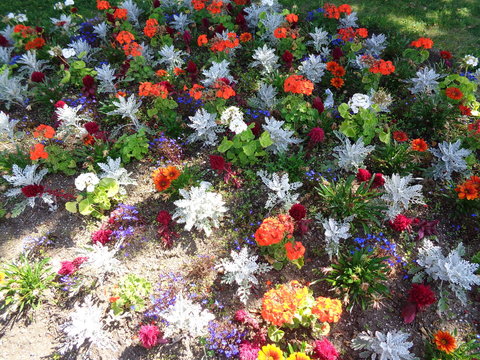 Mutli color flowers