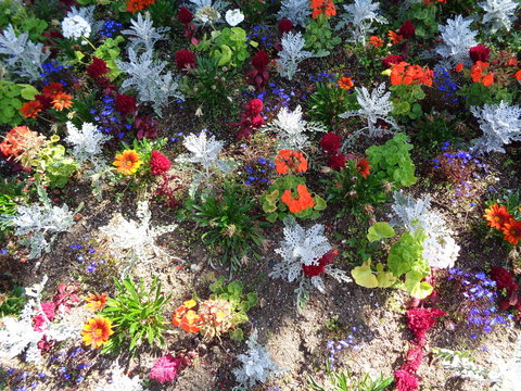 Mutli color flowers