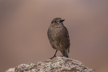Free bird in the nature