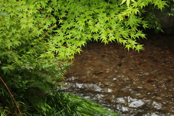 湯布院町　風景