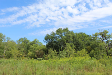 Obraz premium Cirrocumulus stratiformis clouds over the Linne Woods restored tallgrass prairie in Morton Grove, Illinois