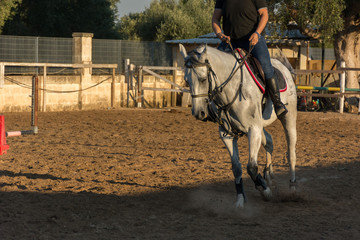 Fototapeta na wymiar White Horse During Equestrian School Training
