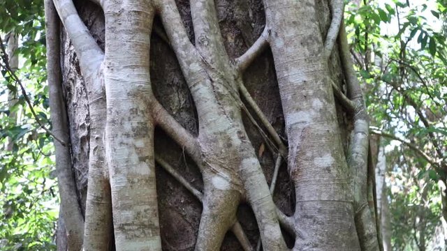 Close up of strangler fig tree in Australian rainforest