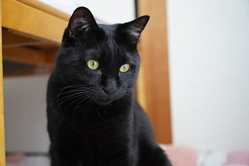 Obraz premium 黒猫