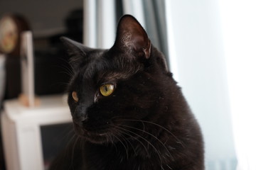 黒猫