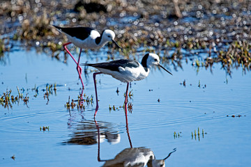 A pair of shore birds