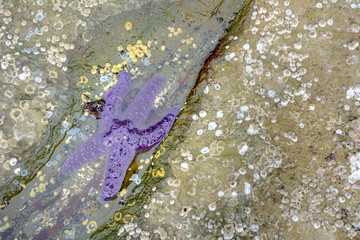 Purple Sea Star starfish partially submerged in tidepool water, British Columbia, Canada.