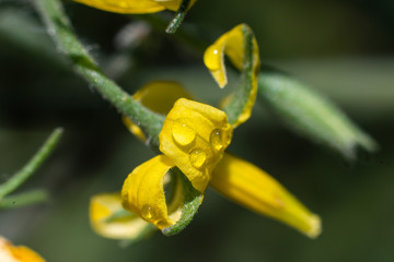 close up yellow flower