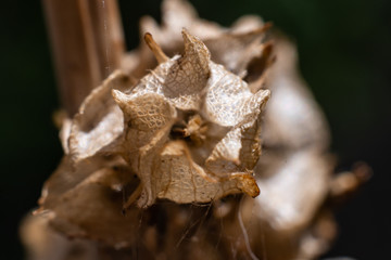 autumn dry flower on tree