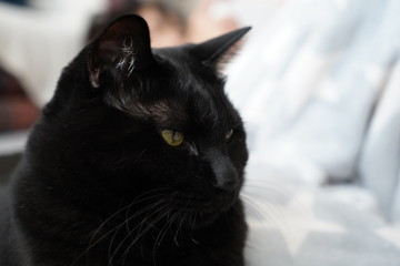 黒猫