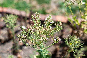 lettuce flower in a garden
