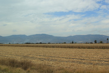 landscape with wheat field and blue sky with mountains