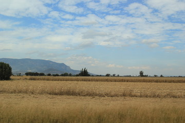 Yellow field with mountain blue sky mexico