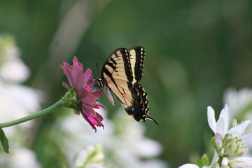 Tiger Swallowtail Butterfly 2019