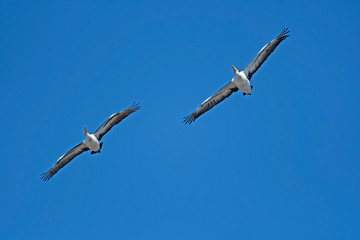 A pair of flying pelican