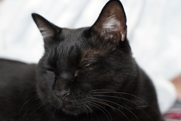 黒猫
