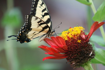 Red Flower and Butterfly 2019