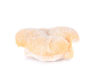 lion mane mushroom isolated on white background