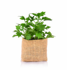 Naklejka premium mugwort isolated on white background