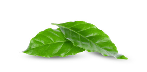 Obraz premium Green leaf isolated on white background